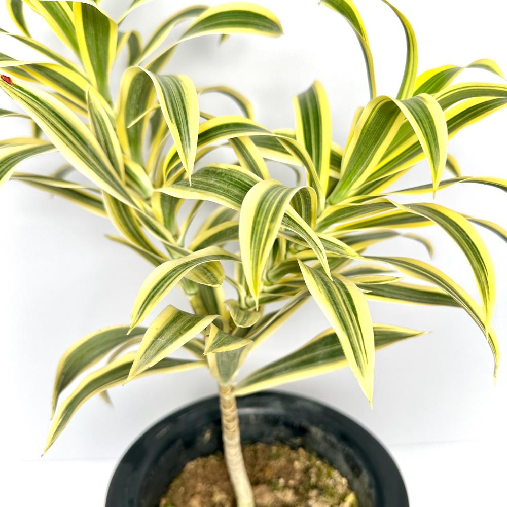 송오브인디아 키우기, 가지치기, 꽃말