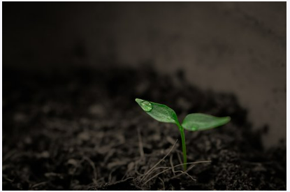 새싹보리분말 효능