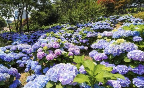 장생포 수국축제