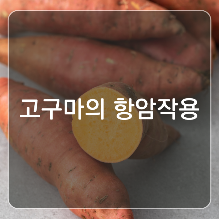 고구마의 항암작용
