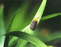 제 23회 태종대 반딧불이 관찰 체험 행사 기본일정과 특징 정리