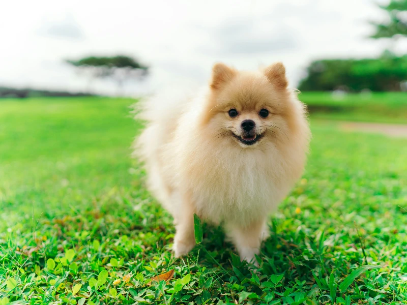 잔디밭위의 강아지