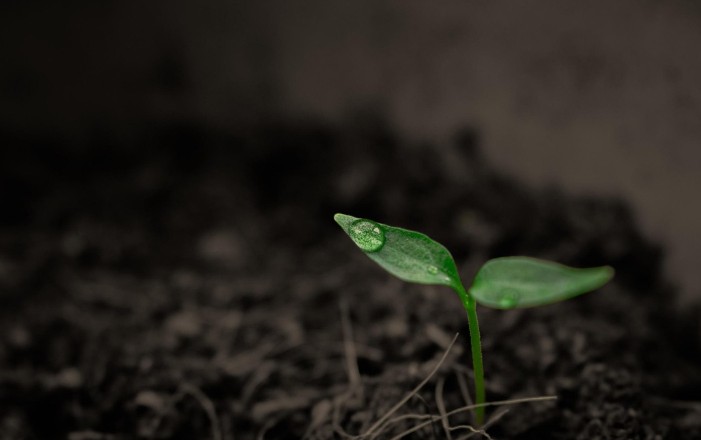 러브버그 퇴치법, 예방법