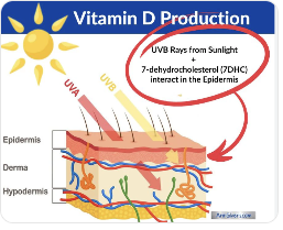 햇빛과 RUNX3: 비타민 D