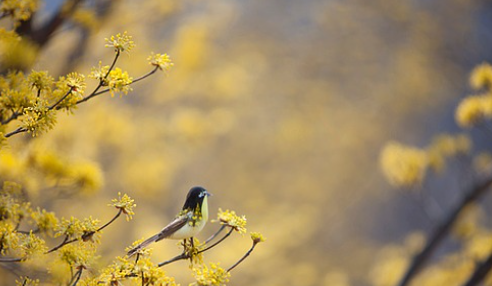 구례 산수유축제