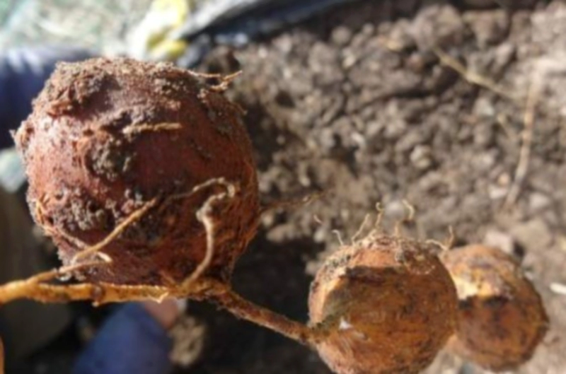 아피오스 먹는법 및 요리