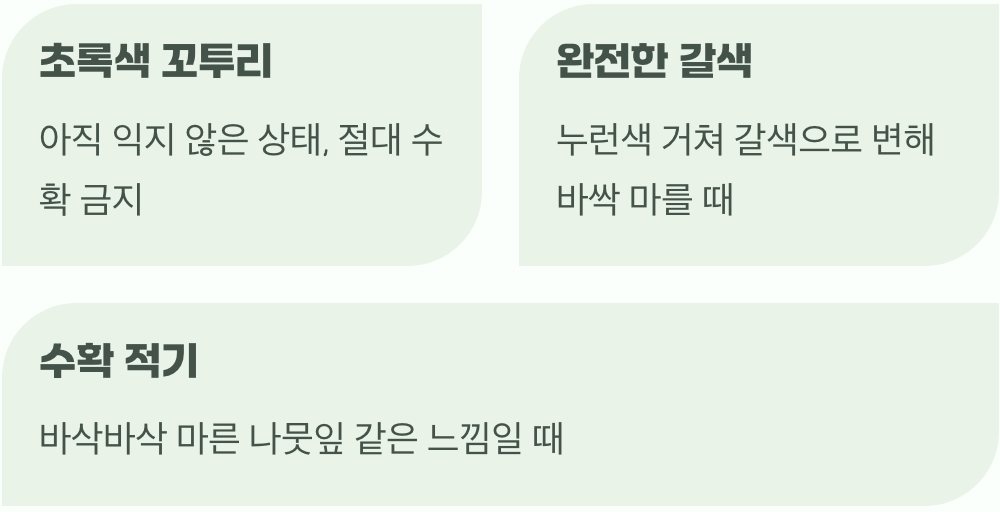수확의 적기&amp;#44; 갈색으로 변할 때까지