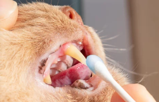 고양이 구내염/출처:어도비스톡