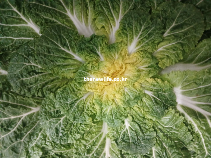 변비 해소와 장 건강에 좋은 봄동 실물. 아삭한 식감을 내는 풍부한 섬유질이 소화를 돕고 배변 활동을 촉진함