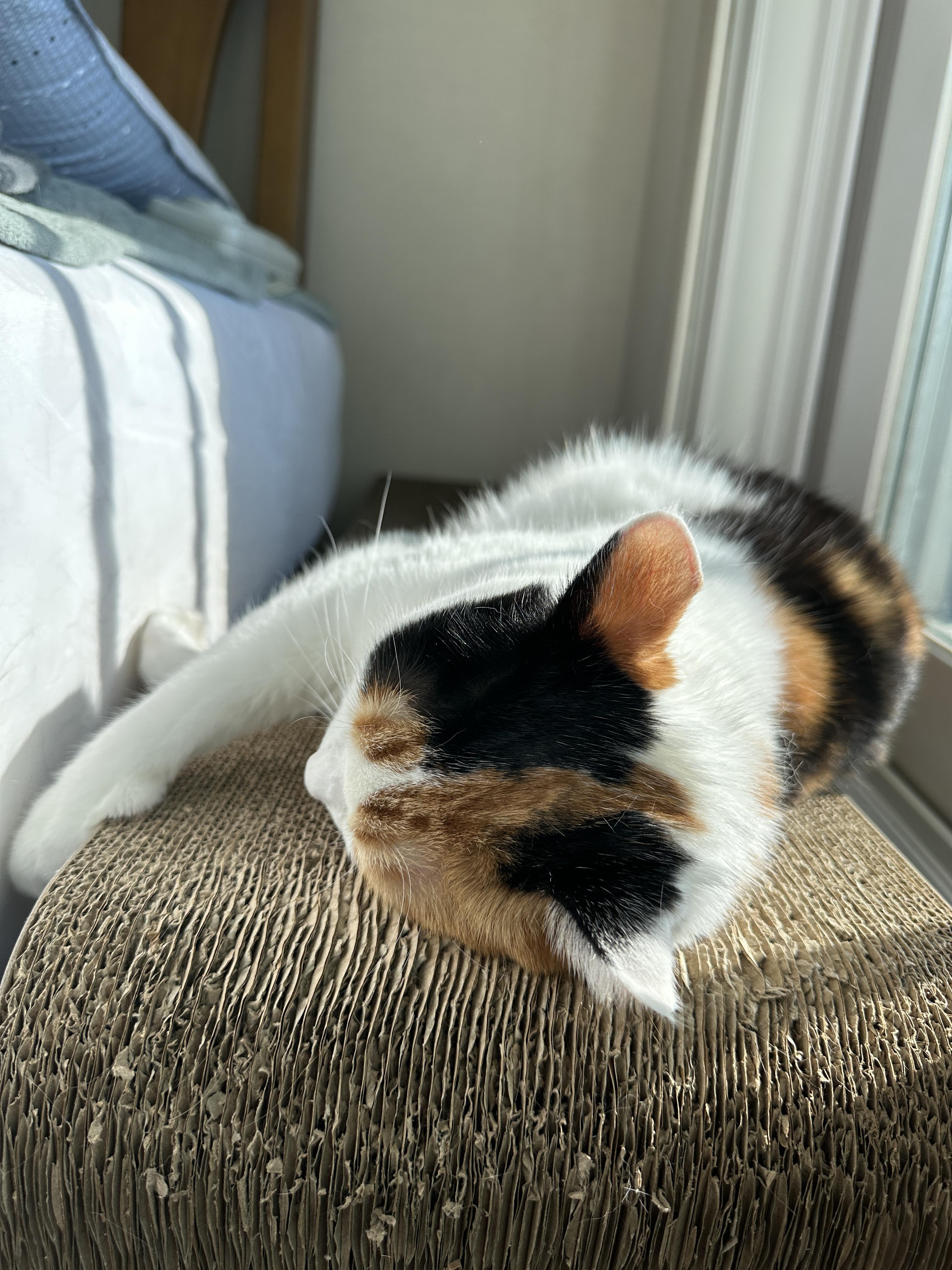 요미의_귀여운_냥통수