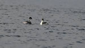 57. 후닌 논병아리의 휴식 행동 패턴과 에너지 회복 전략 분석