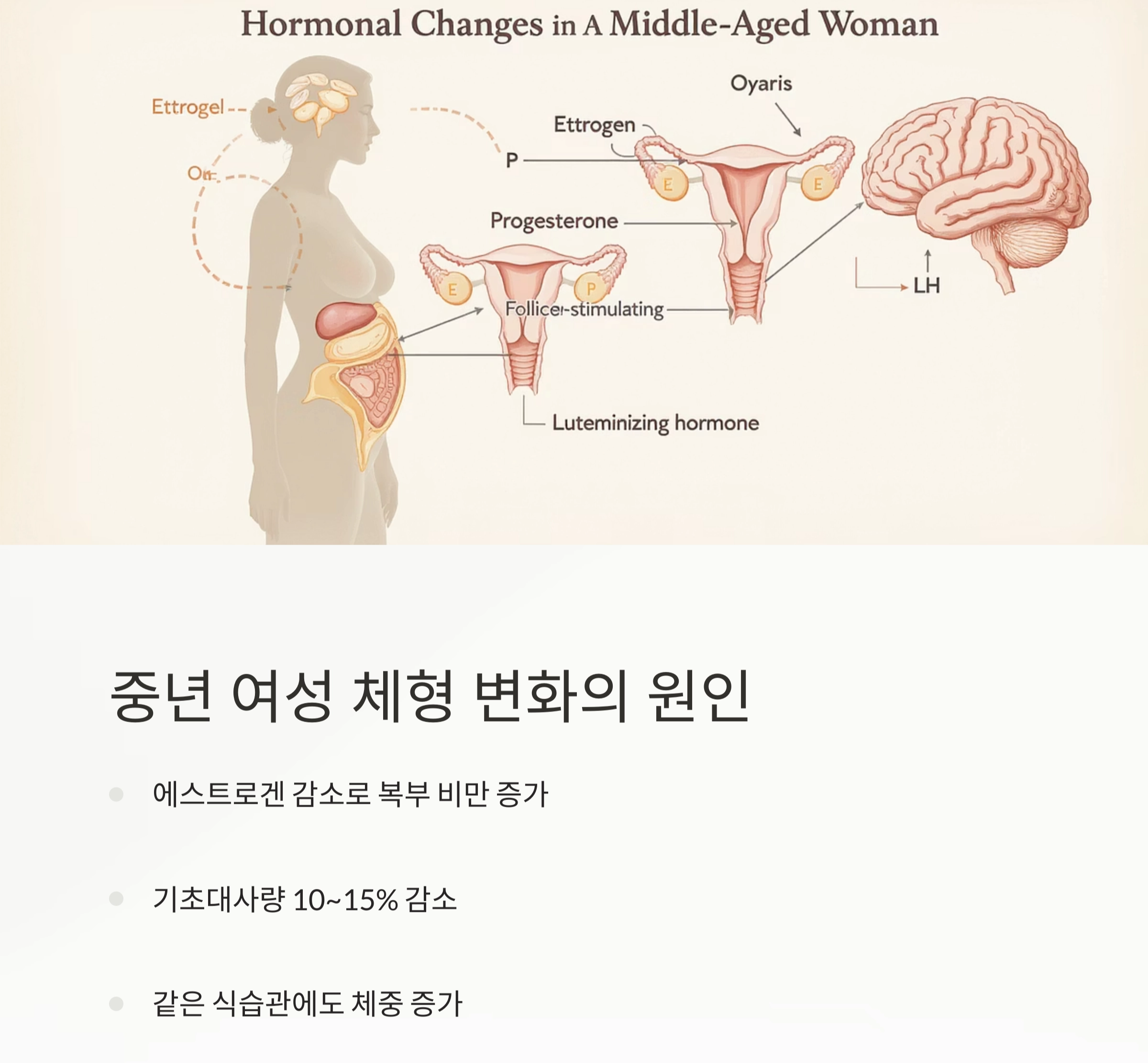 40대 이후 체형 변화, 중년 여성 다이어트 전략 총정리