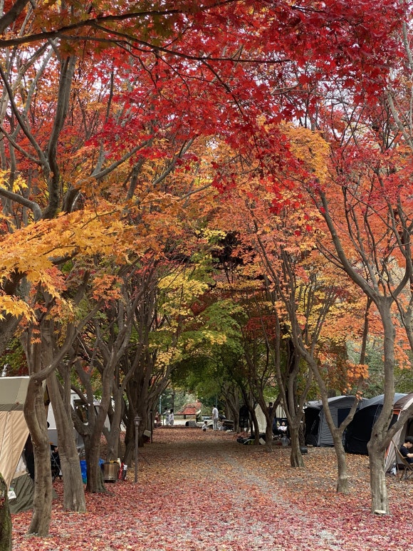 가을 캠핑 경기도 가평 두레 캠핑장