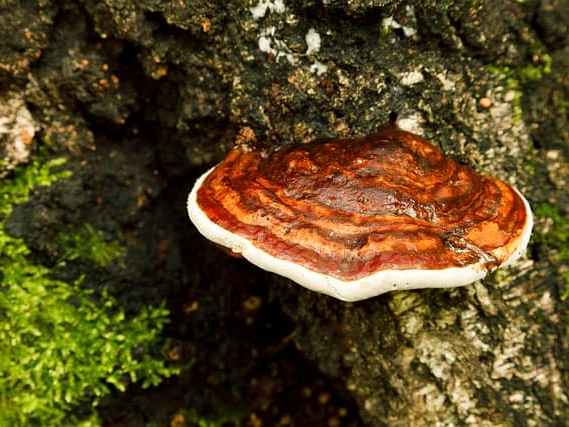 상황버섯 섭취 시 확인해야 할 사항