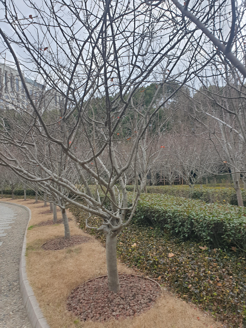 앙상한 나무 아래 푸르름을 간직한 나무들도 보인다.