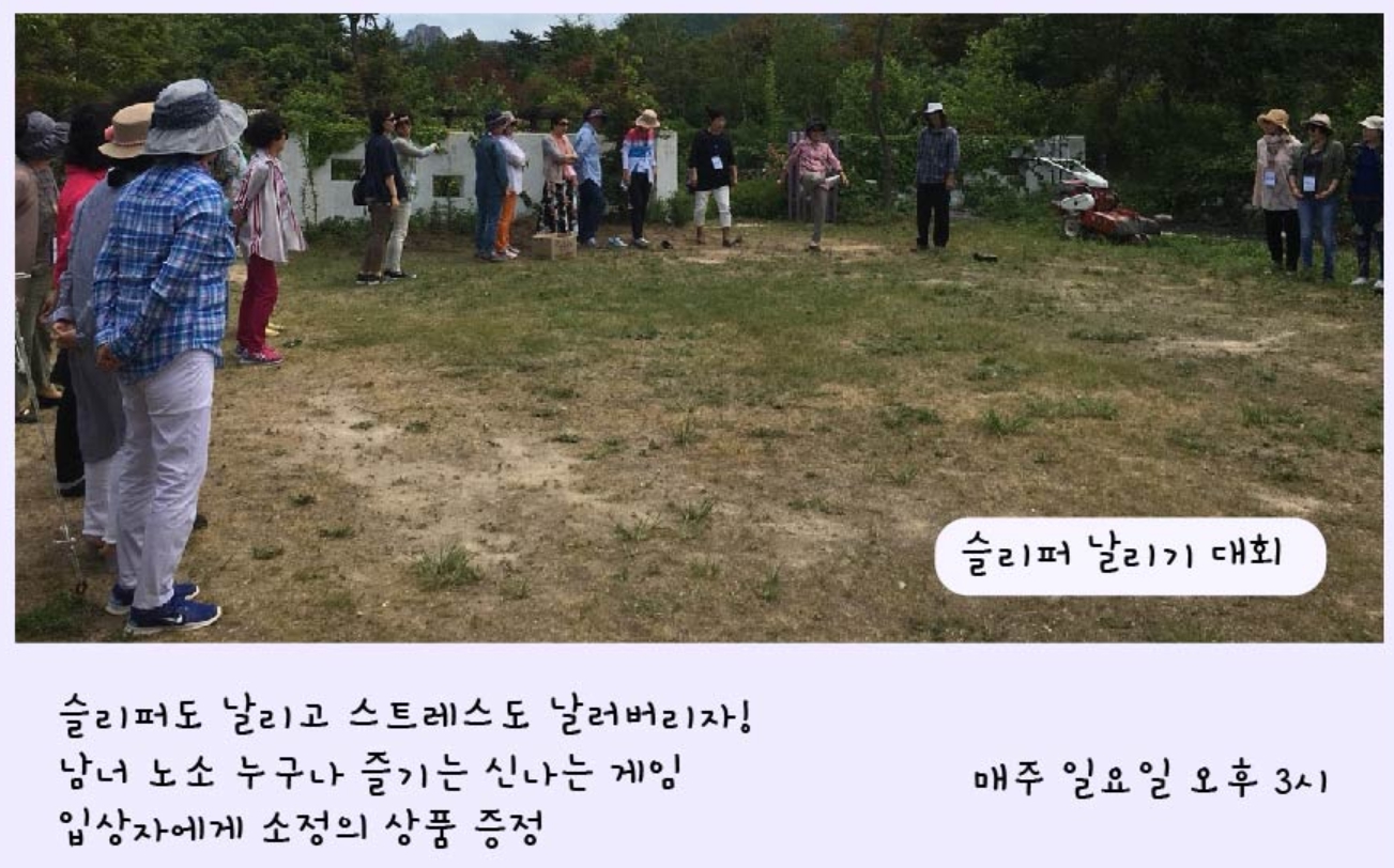 하늬팜 라벤더축제 개화상황