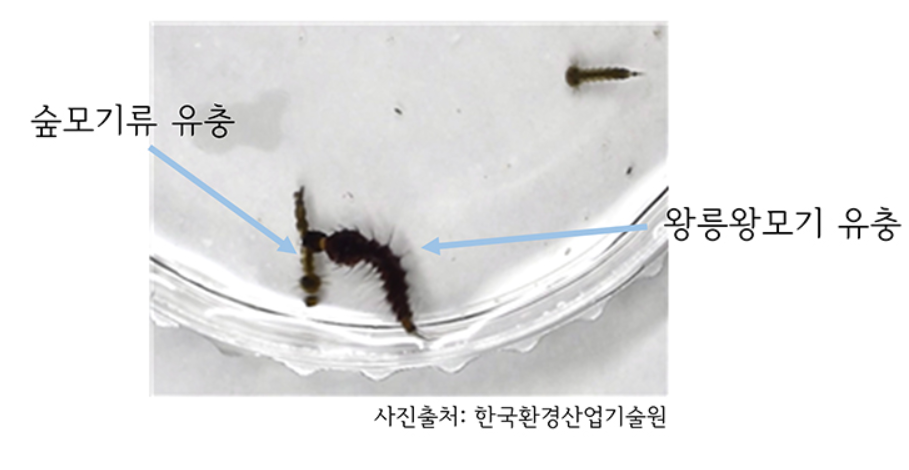 광릉왕모기