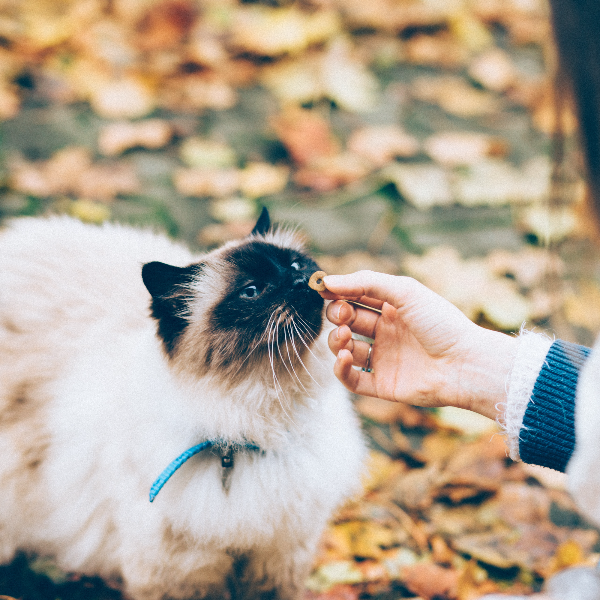 고양이 간식