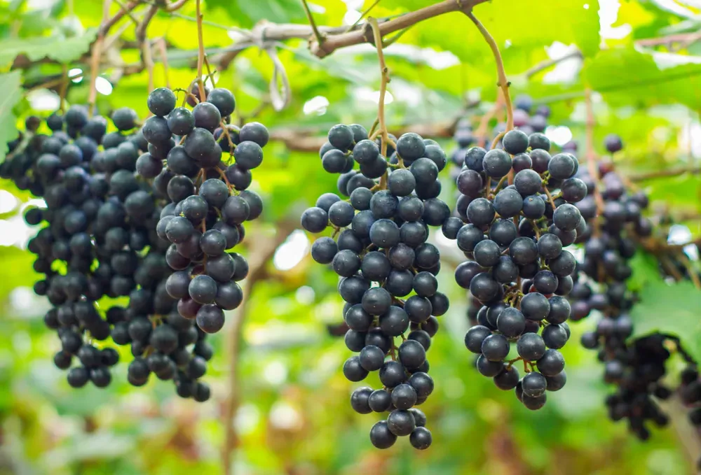 머루포도 효능키우기제철머루포도주 담그기먹는 방법보관 방법 안내_2