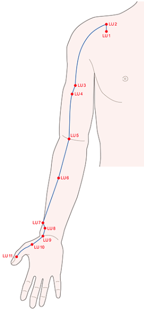 폐와 연관되어 있는 경락. 어깨부터 엄지손가락까지 이어져있다.