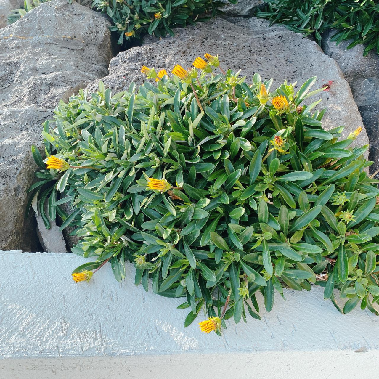 제주 곽지해수욕장 멜팟카페