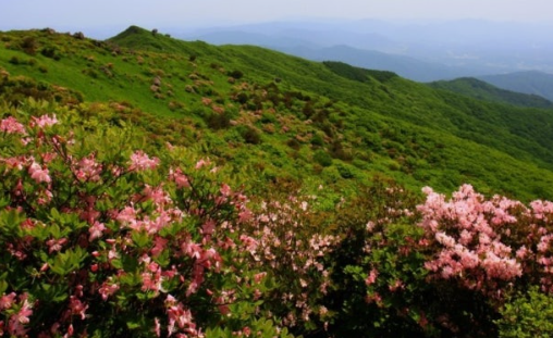 소백산 철쭉 개화시기