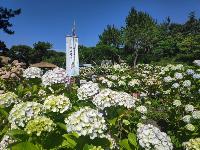 제주민속촌 수국축제