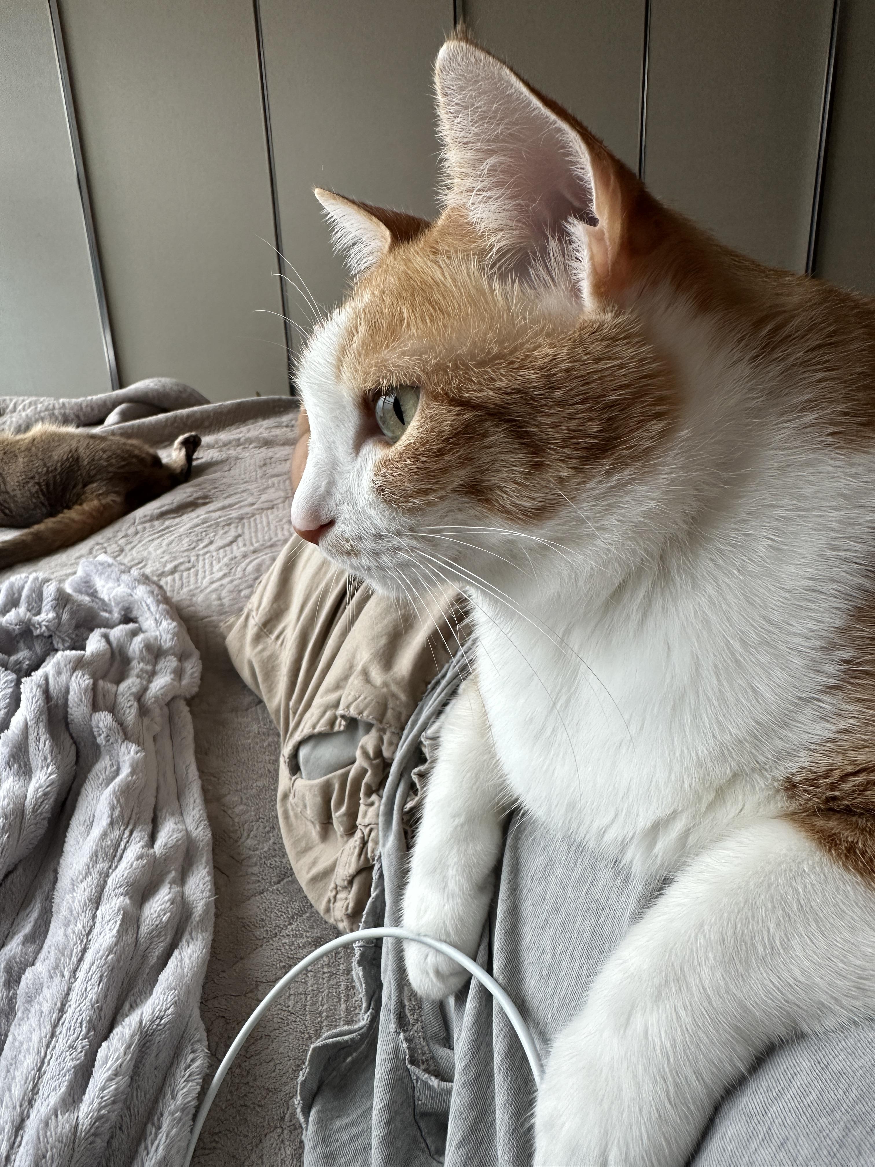 치즈냥이 호야의 귀한 채터링 영상 (feat. 애교 많은 고양이)