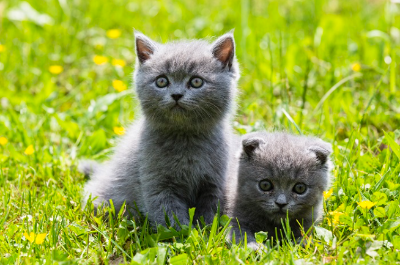 브리티시 쇼트 헤어