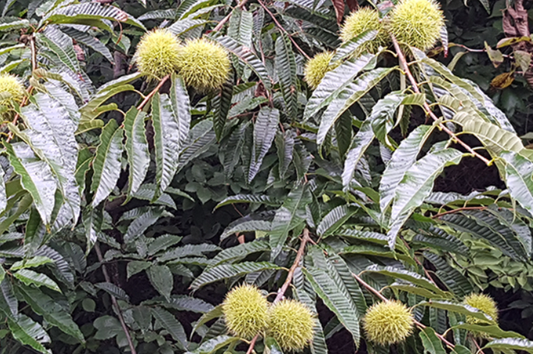 태안 안면도 수목원