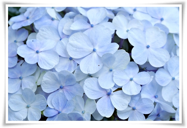 "수국" 여름의 아름다움을 한껏 품은 매력적인 꽃!