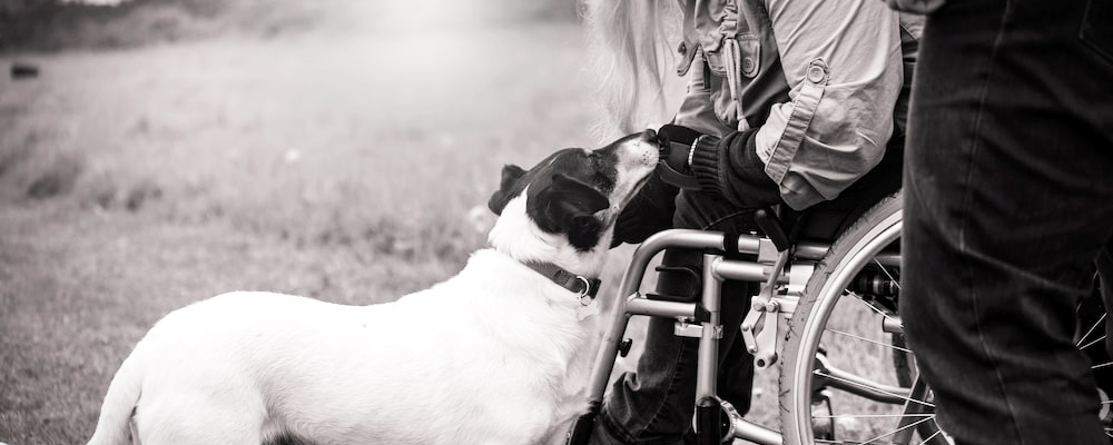 강아지 임신 증상 19