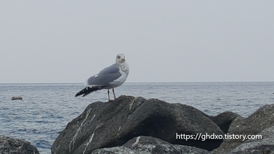 바다새