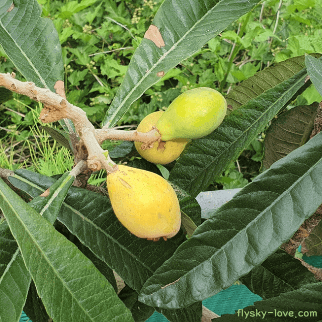 비파 고르는 법