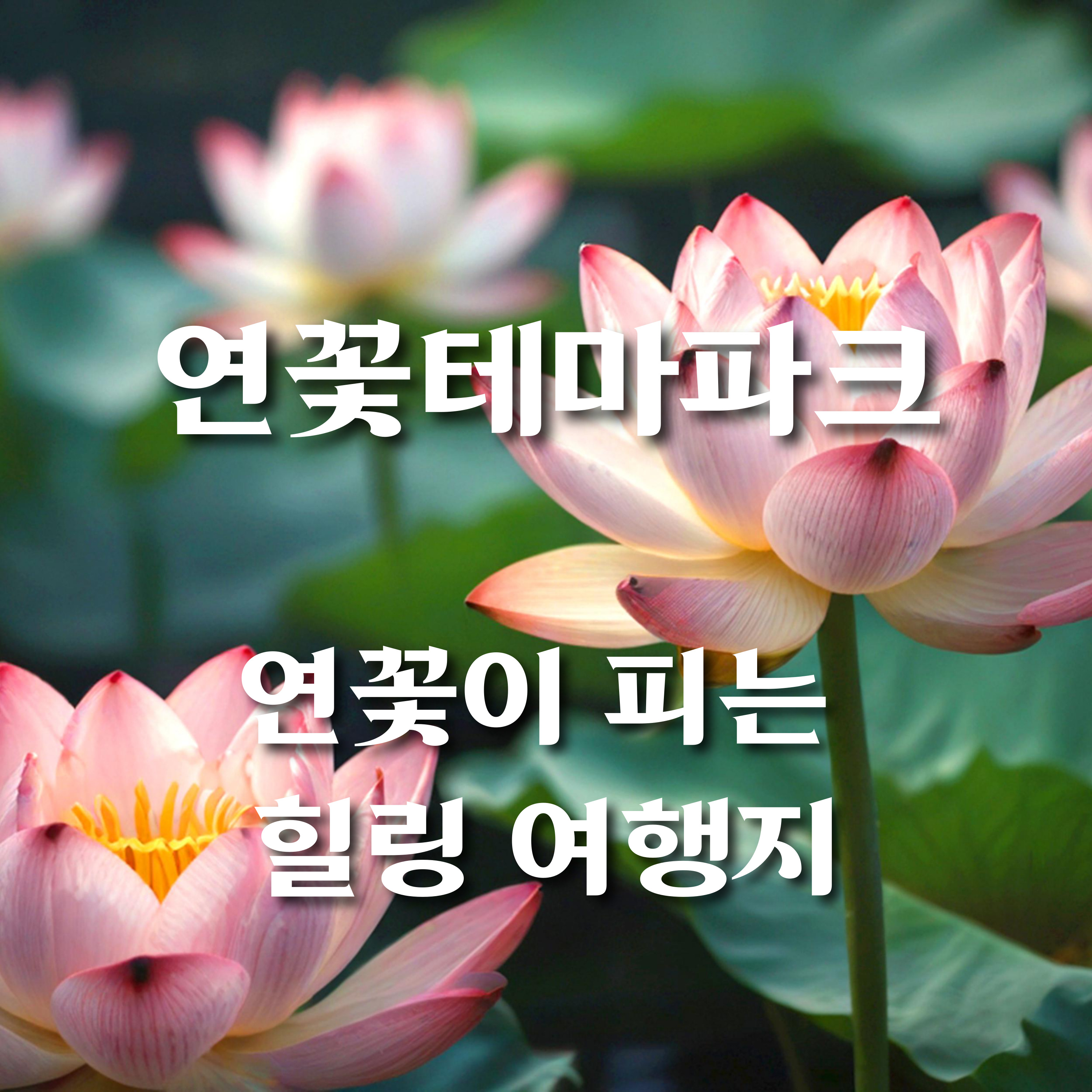 연꽃