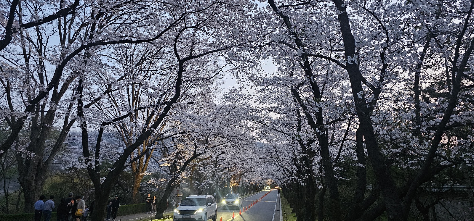 벚꽃터널