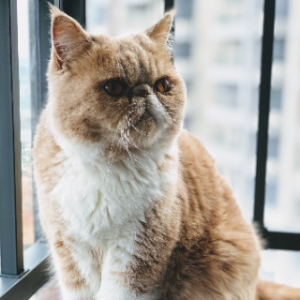고양이-품종-17가지-종류-완벽-총정리
