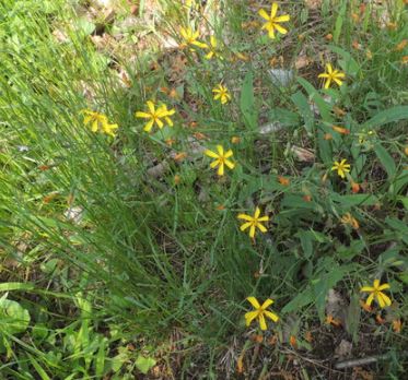 3월 제철 음식&amp;#44; 식재료&amp;#44; 해산물&amp;#44; 과일&amp;#44; 달래&amp;#44; 씀바귀&amp;#44; 쑥&amp;#44; 소라&amp;#44;