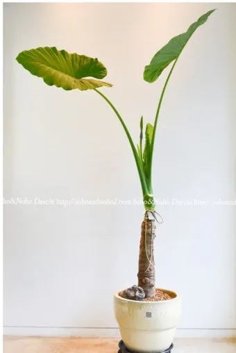 실내식물 여름철 관리 고온다습 통풍확보 물주기시간대 환기방법_14