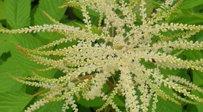 눈개승마 이미지