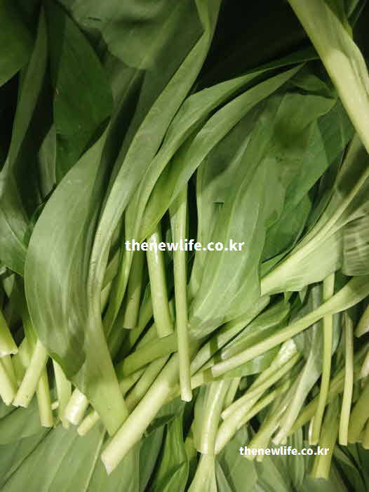 명이나물 효능 영양성분 알리신
