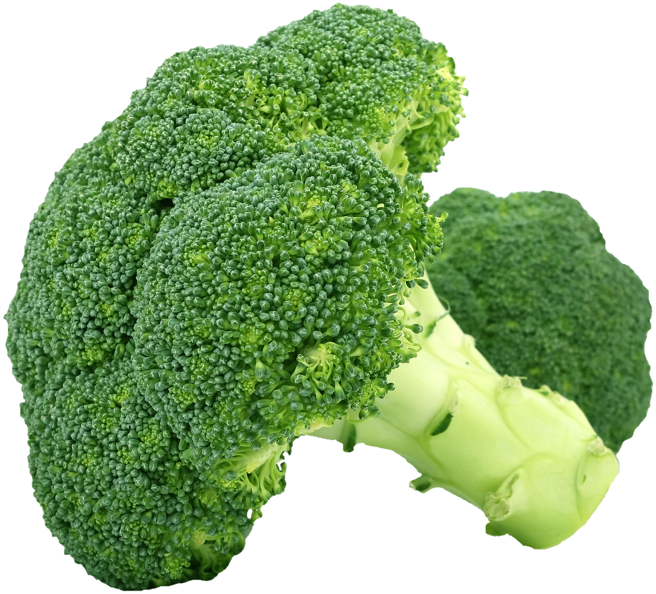 헬리코박터균 17