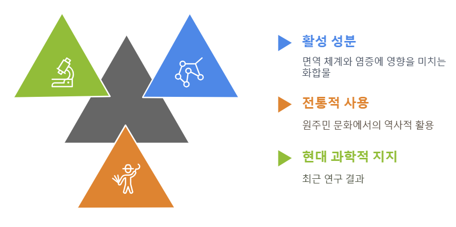 에키네시아 효능