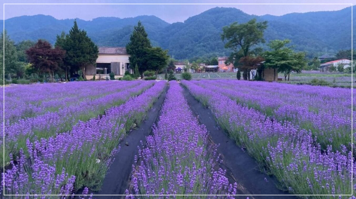 고성 가볼만한곳 베스트10 하늬라벤더팜