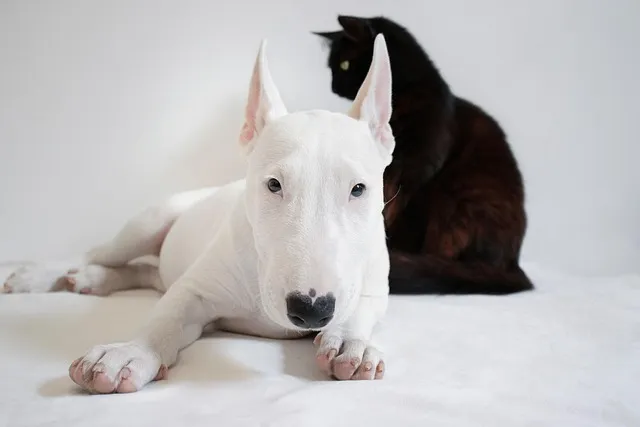개 고양이 트라조돈 약물 사용 가이드와 주의사항 정리_2