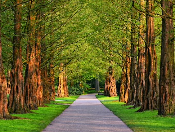 메타세쿼이아 길 이미지