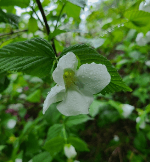 병아리 꽃나무 포토 꽃,꽃말 열매 씨앗 알아보기