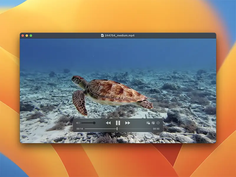 IINA로 동영상을 재생한 화면