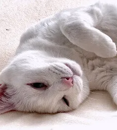 고양이 건강을 위한 온도와 습도 관리