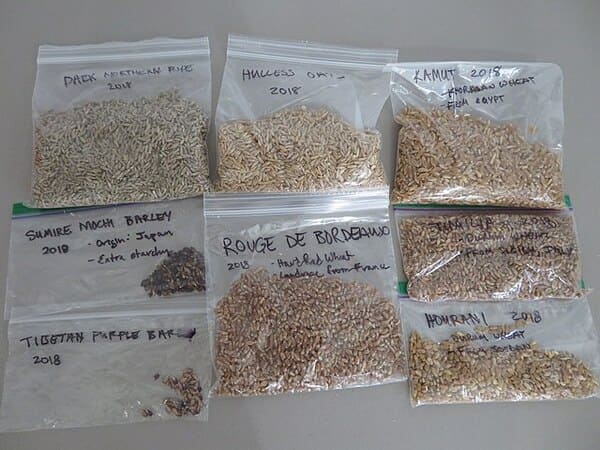 카무트와 다른 곡물 비교